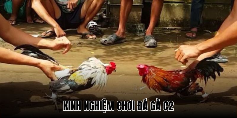 Quan sát chiến kê trước khi ra quân là cách dự đoán đá gà C2 chuẩn