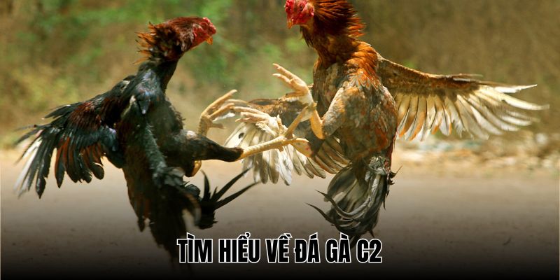 Đá gà C2 đang rất được ưa chuộng trên thị trường chọi gà