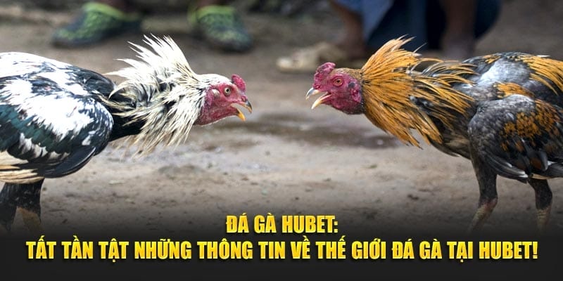 Đá gà Hubet tin cậy vì được cấp giấy phép hoạt động từ CEZA