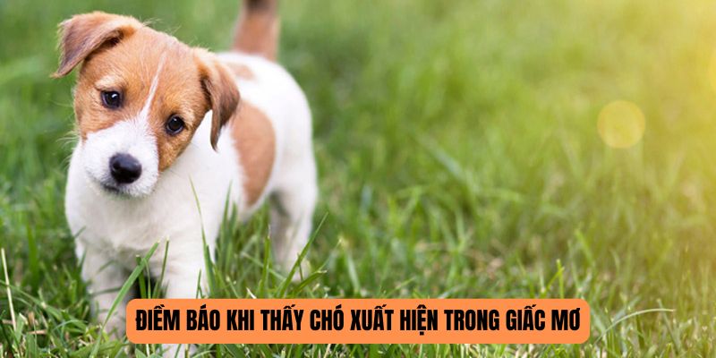 Điềm báo khi thấy chó xuất hiện trong giấc mơ