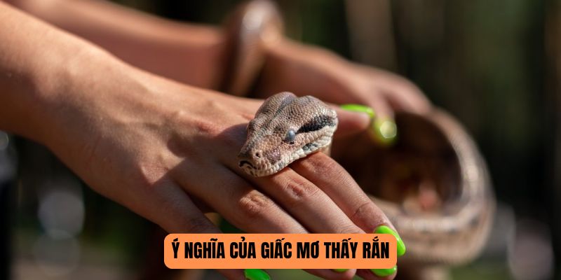 Ý nghĩa của giấc mơ thấy rắn