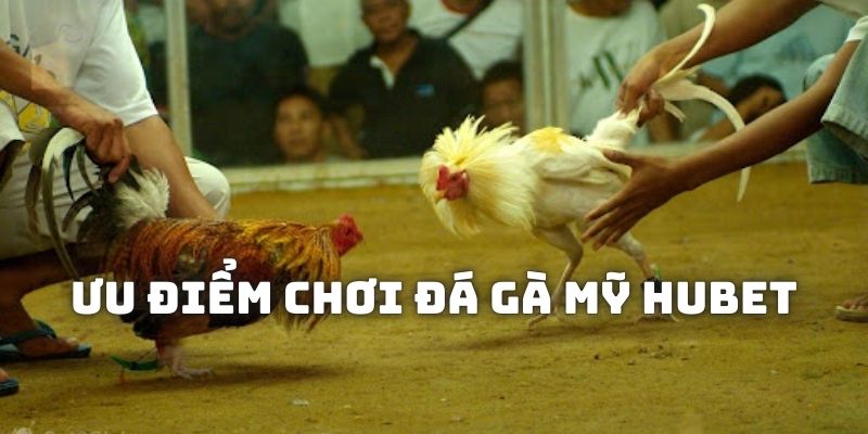 Những lý do bạn nên chọn HUBET để đặt cược các màn đối kháng gà Mỹ